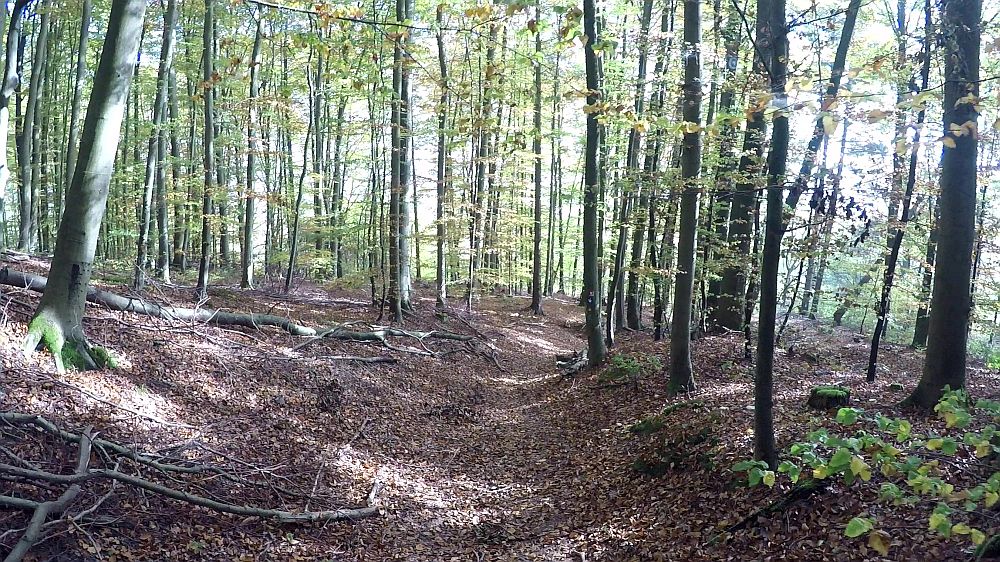 Urwaldsteig