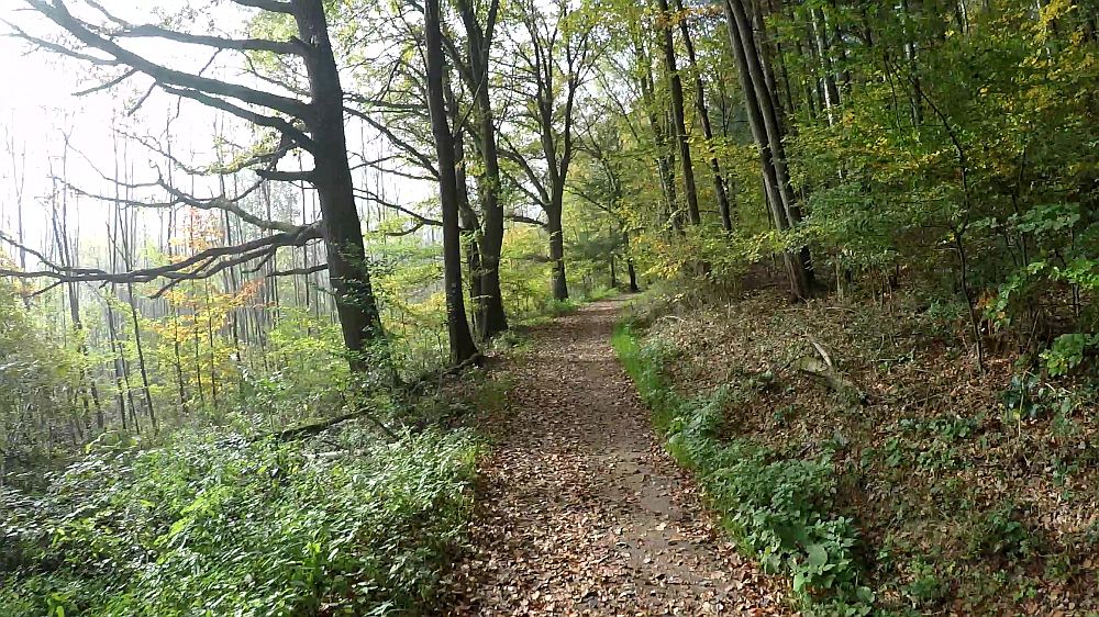 Urwaldsteig