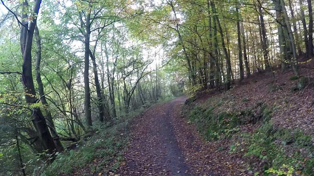 Urwaldsteig