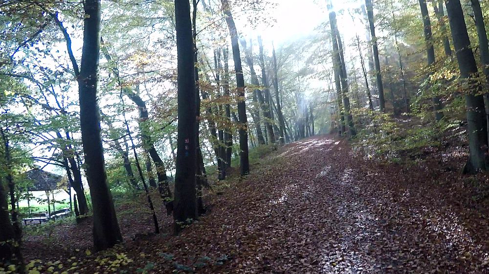 Urwaldsteig