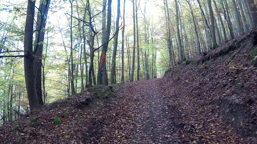 Urwaldsteig