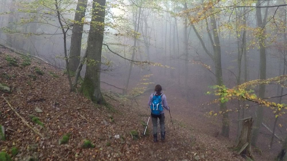 Urwaldsteig
