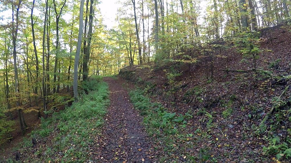Urwaldsteig