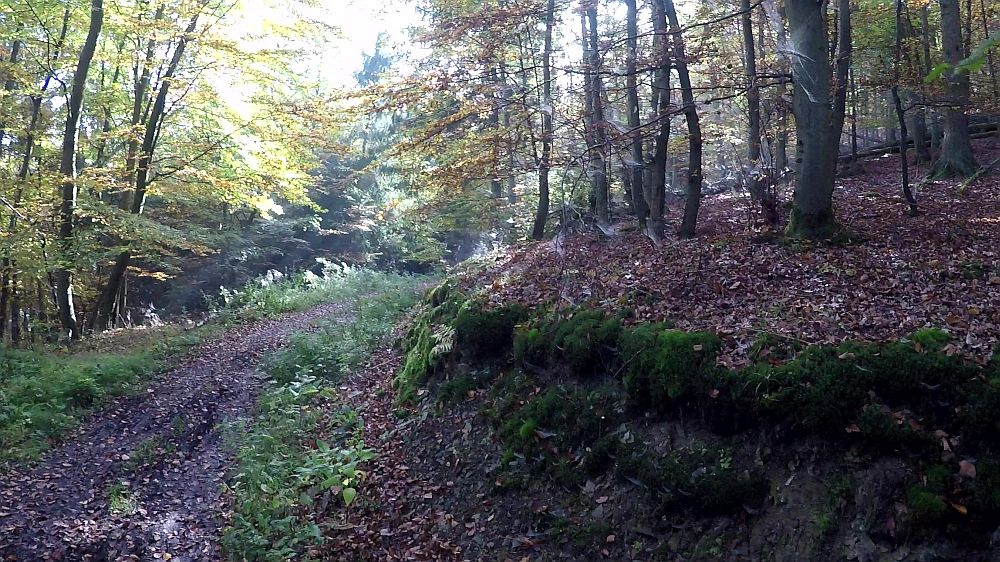 Urwaldsteig