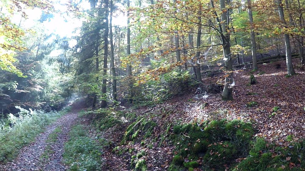 Urwaldsteig