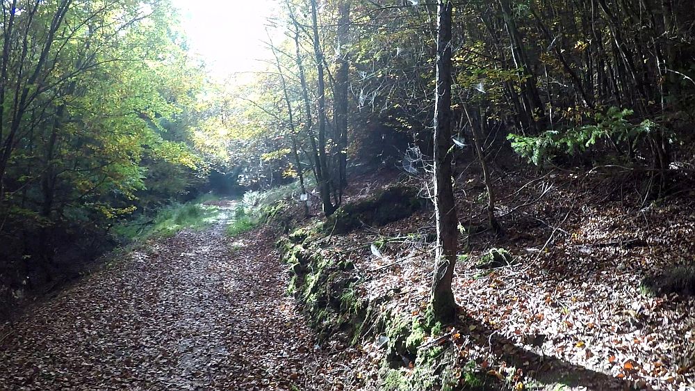 Urwaldsteig