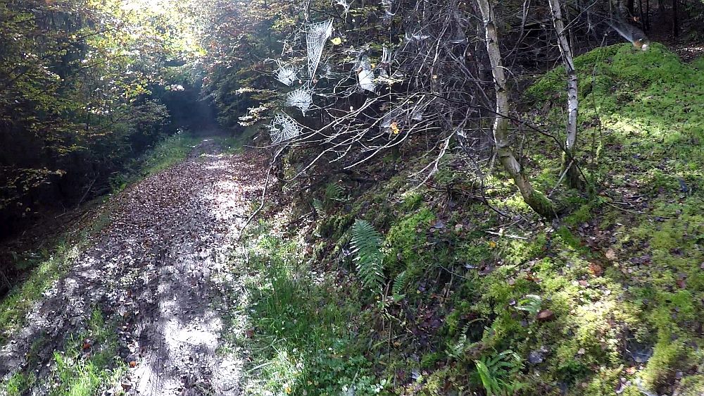 Urwaldsteig