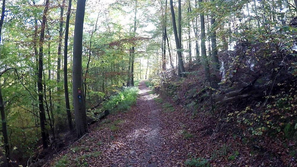Urwaldsteig
