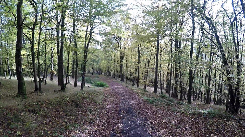 Urwaldsteig