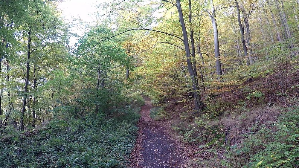 Urwaldsteig