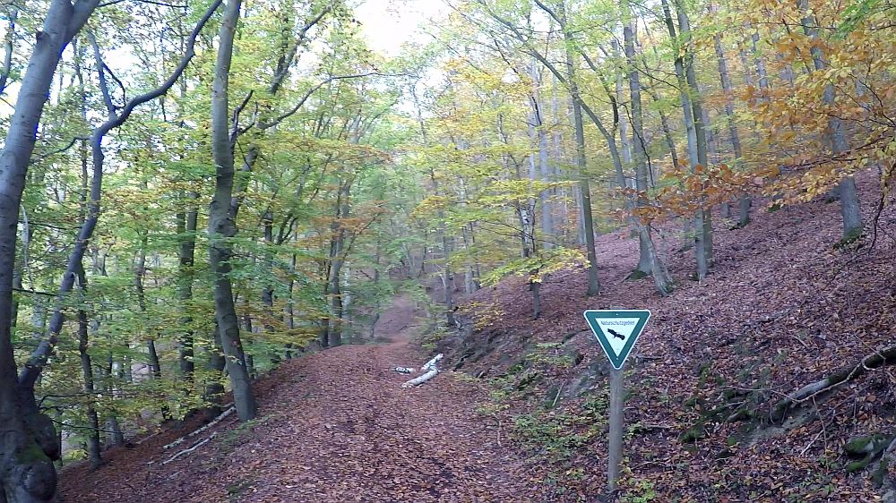Urwaldsteig