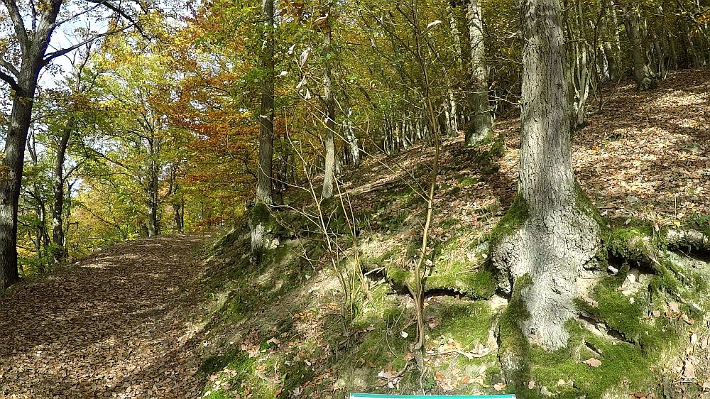Urwaldsteig