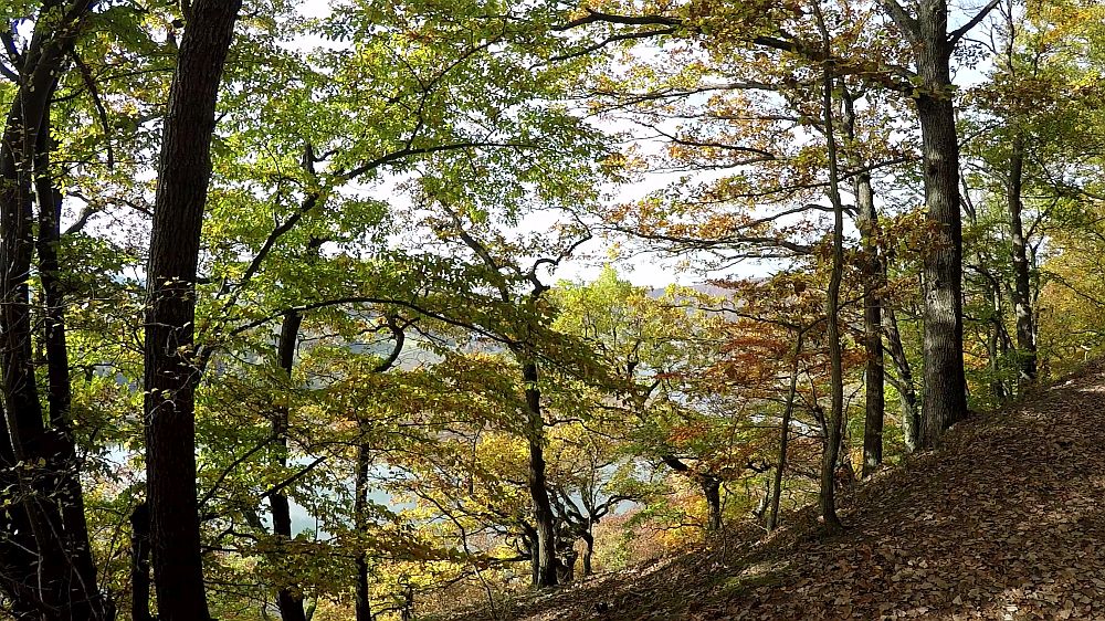 Urwaldsteig