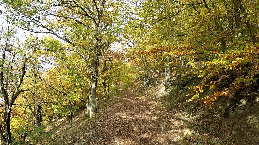 Urwaldsteig