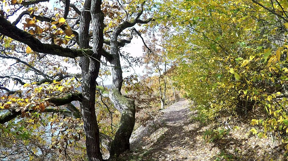 Urwaldsteig