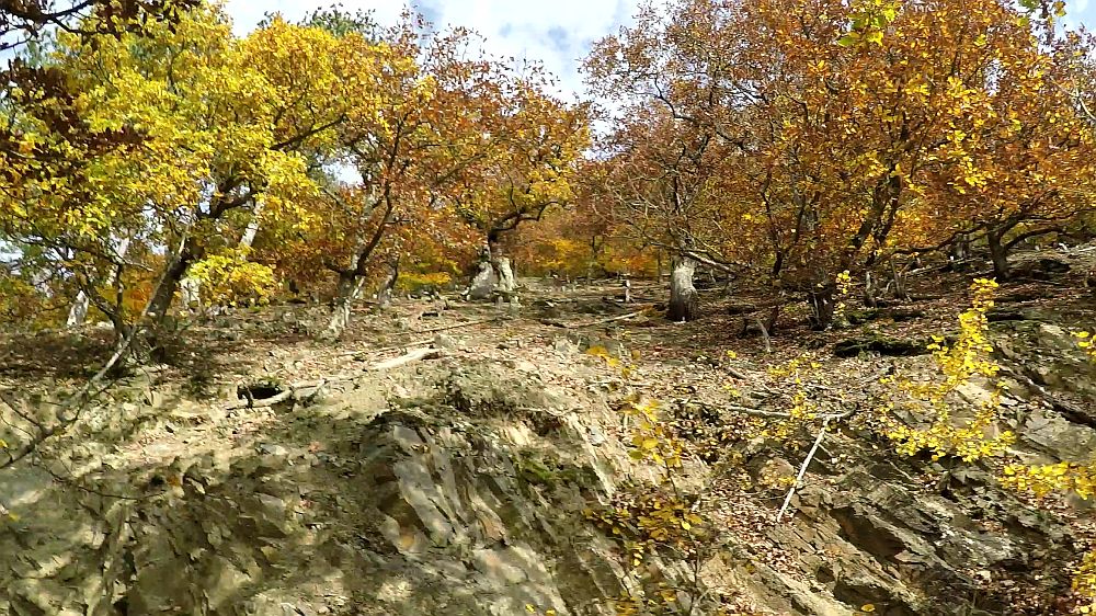Urwaldsteig