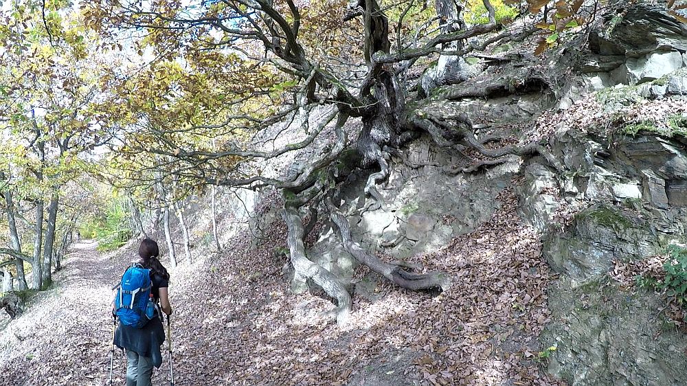 Urwaldsteig
