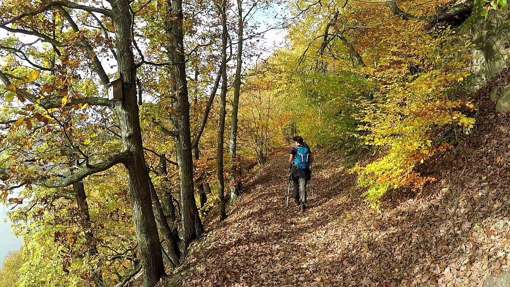 Urwaldsteig