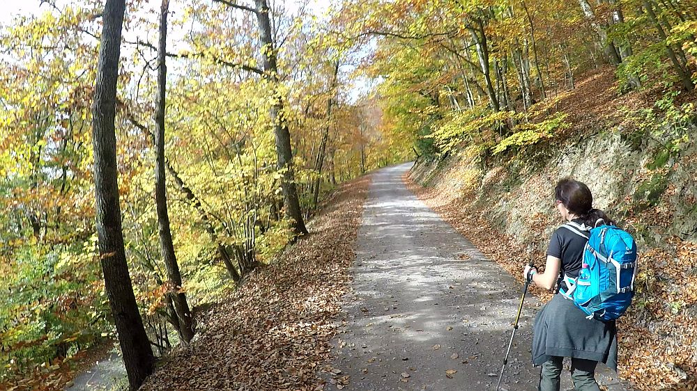Urwaldsteig