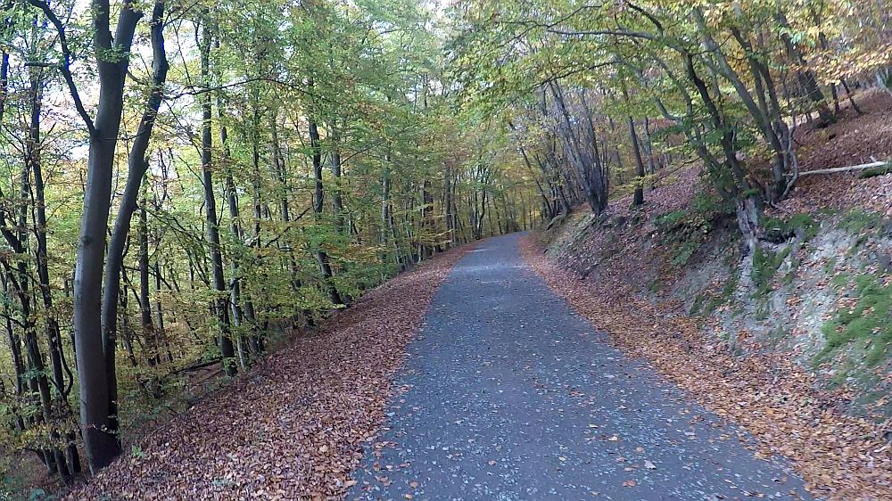 Urwaldsteig