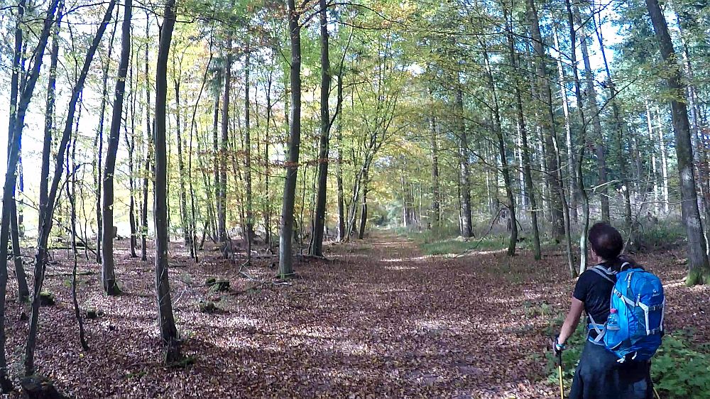 Urwaldsteig