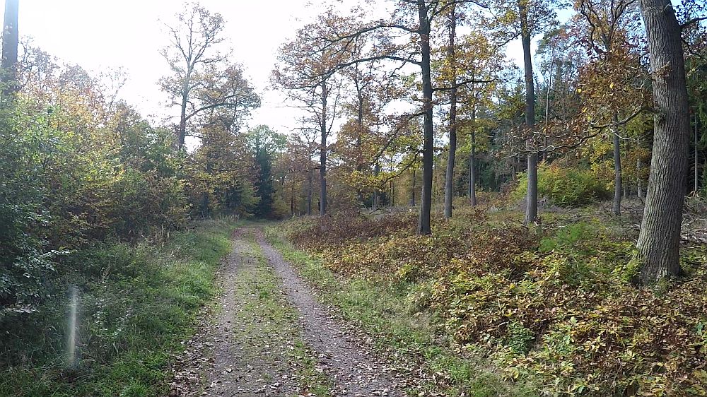 Urwaldsteig
