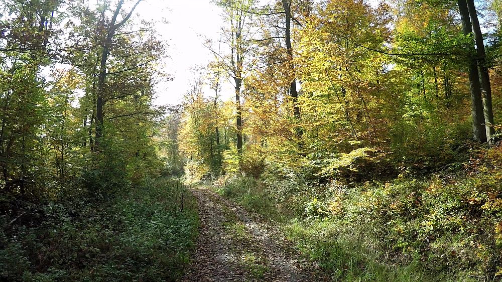 Urwaldsteig