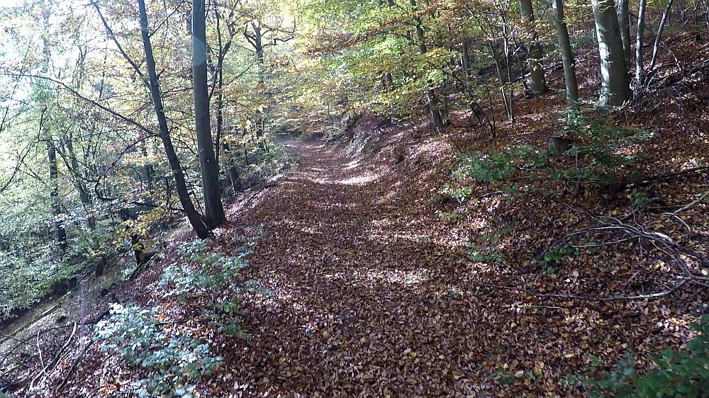 Urwaldsteig