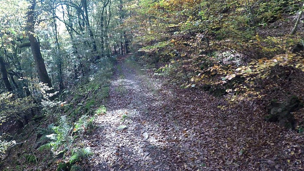 Urwaldsteig