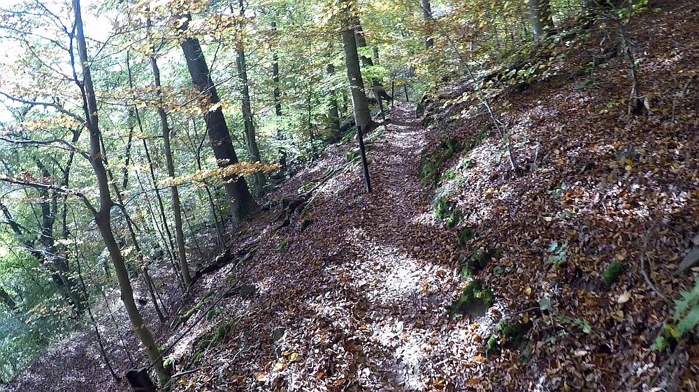 Urwaldsteig