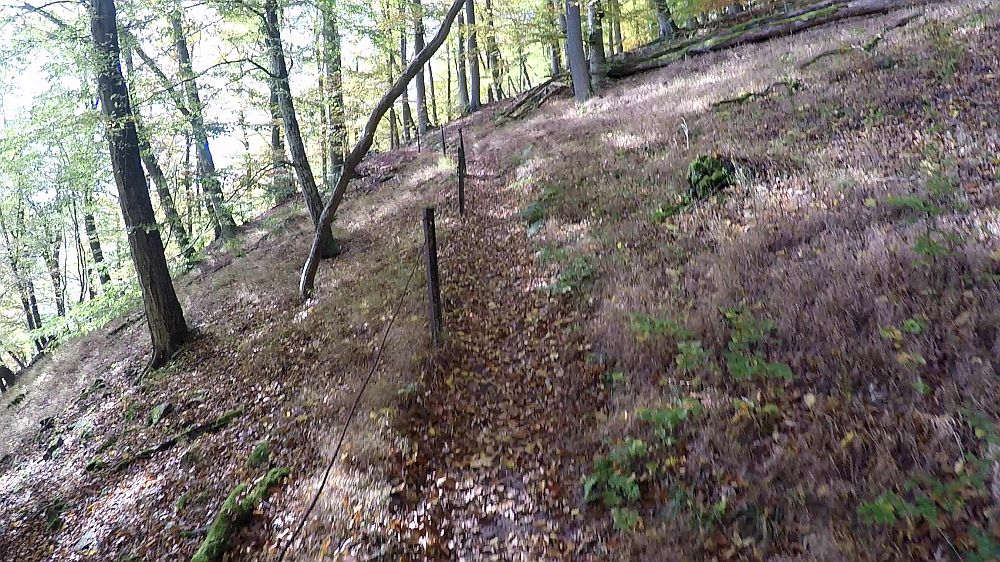 Urwaldsteig