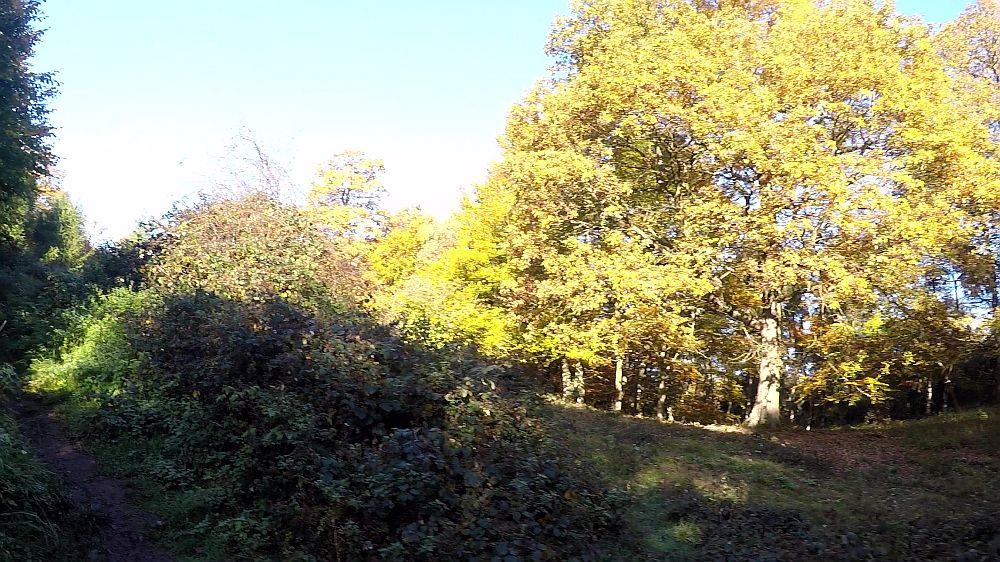 Urwaldsteig