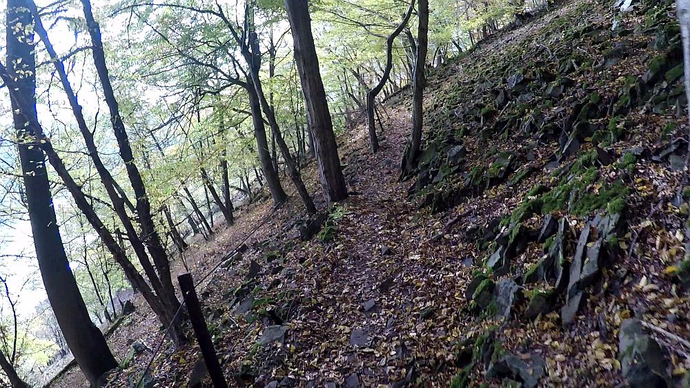 Urwaldsteig