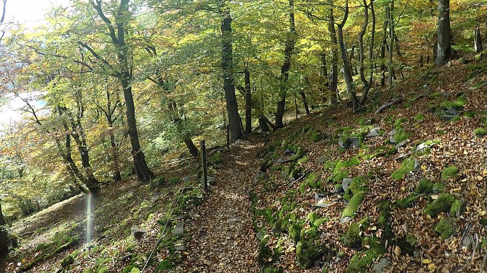 Urwaldsteig