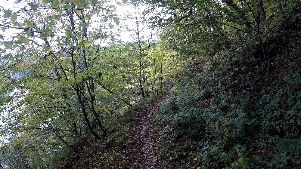 Urwaldsteig