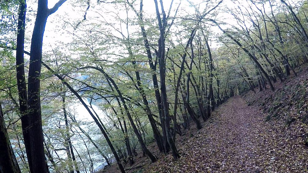 Urwaldsteig
