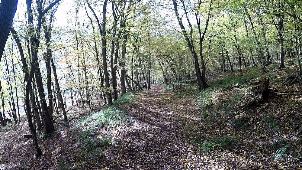 Urwaldsteig