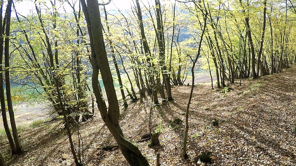 Urwaldsteig