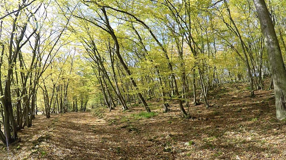 Urwaldsteig