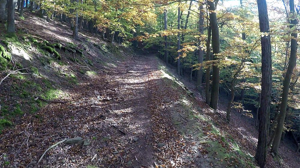 Urwaldsteig