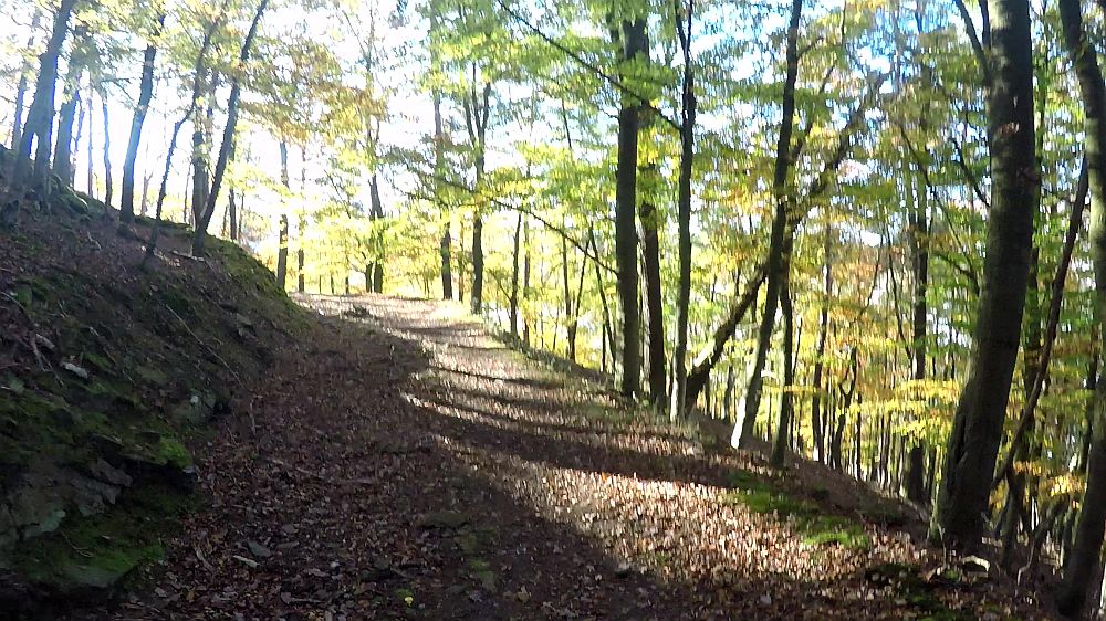 Urwaldsteig