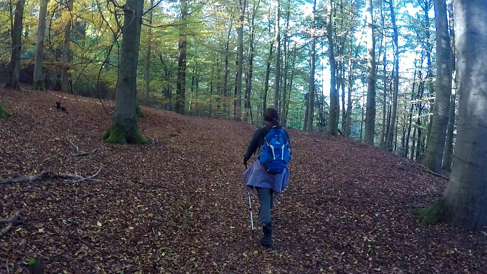 Urwaldsteig