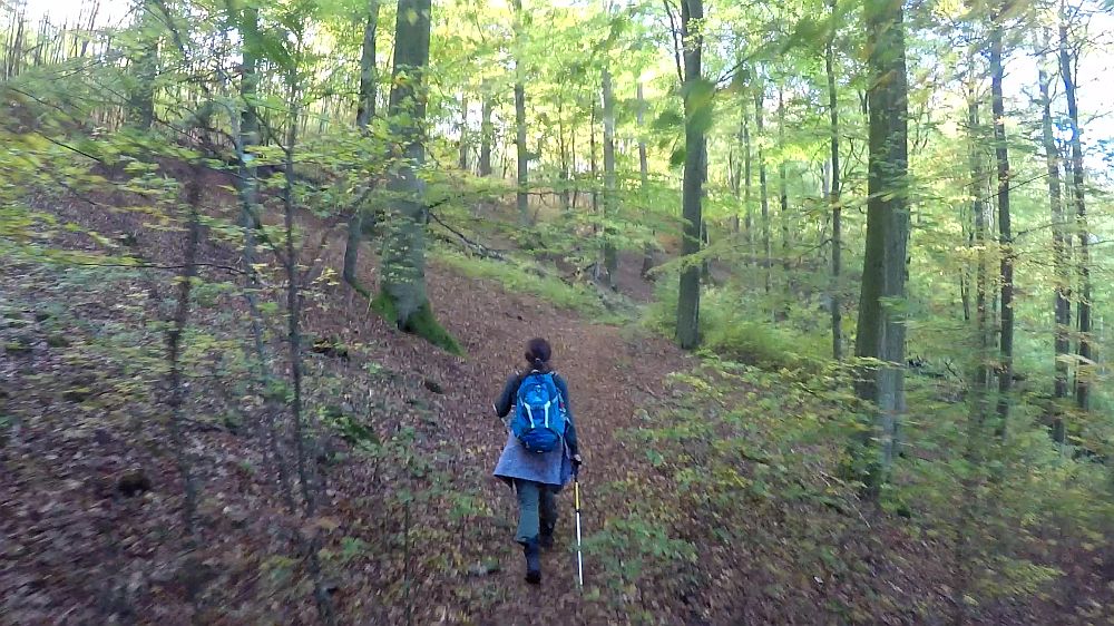 Urwaldsteig