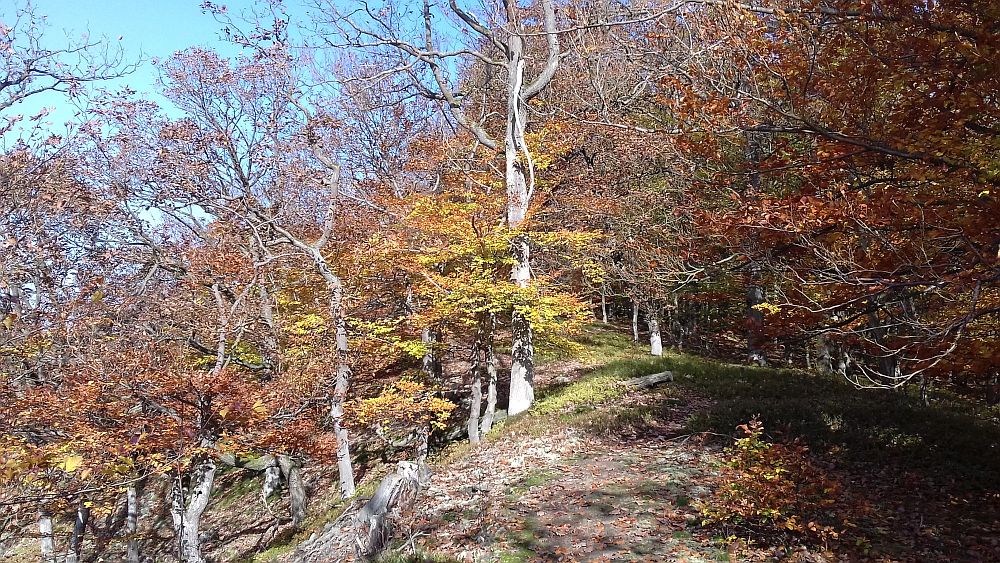Urwaldsteig