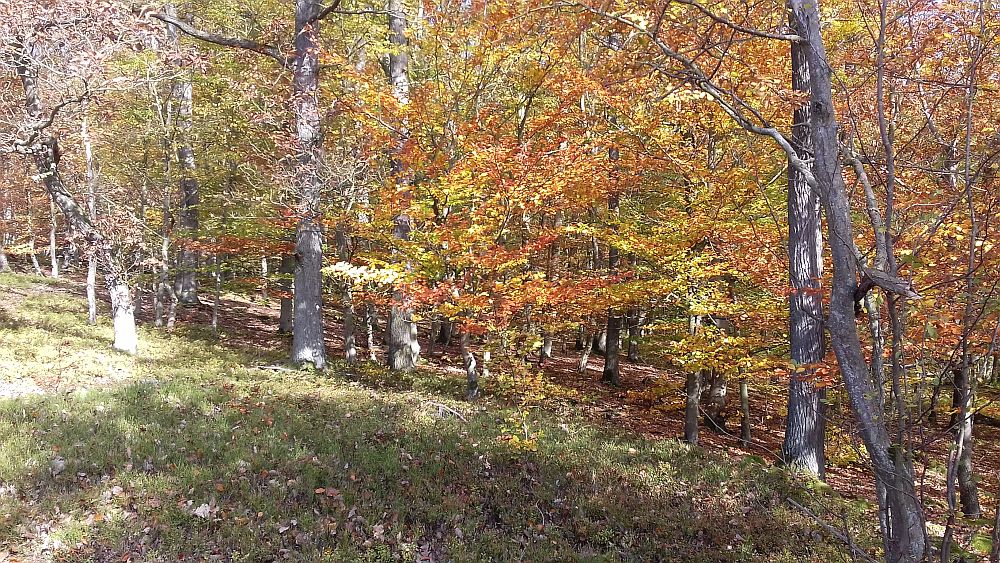 Urwaldsteig