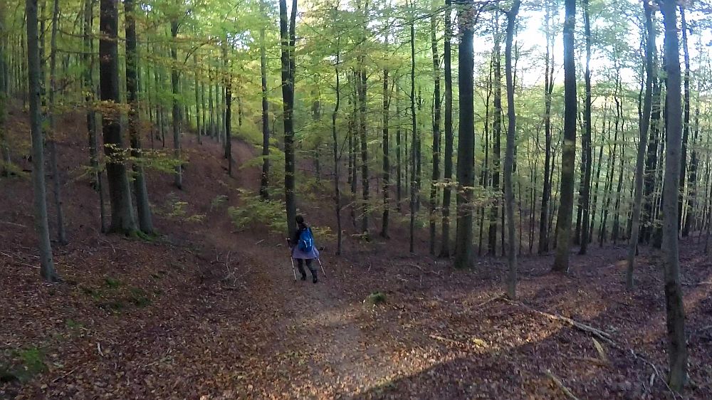 Urwaldsteig