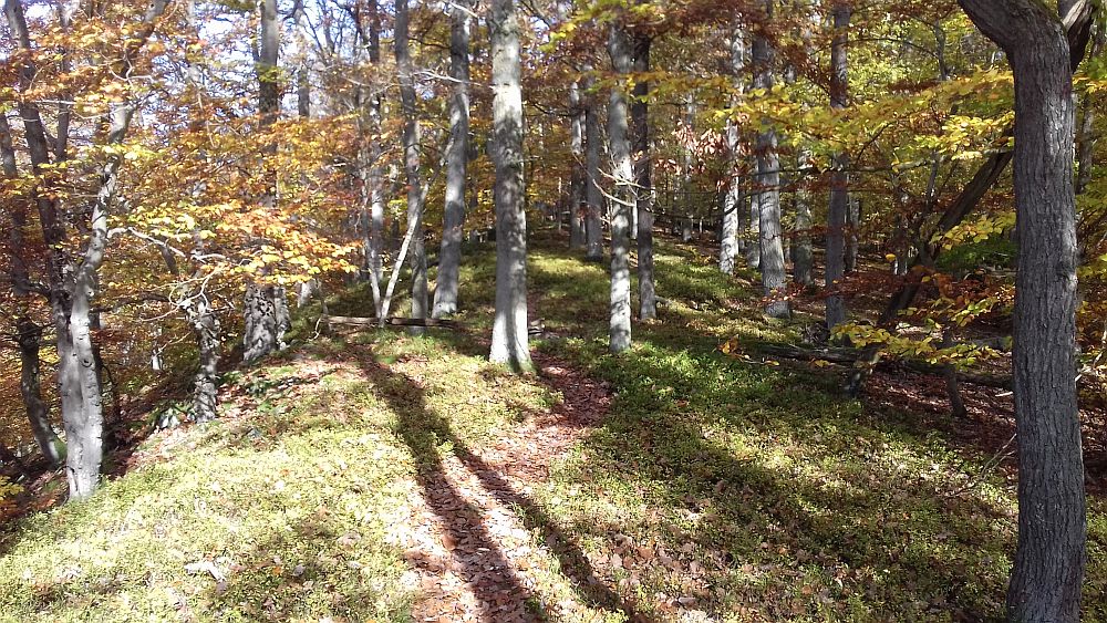 Urwaldsteig