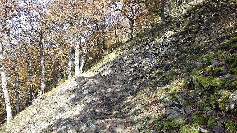 Urwaldsteig