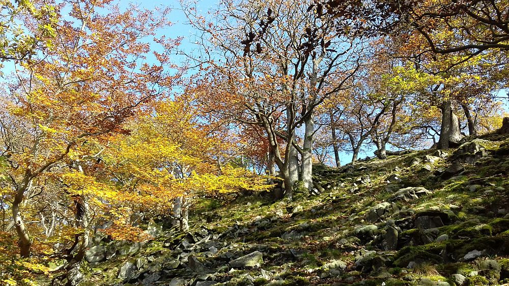 Urwaldsteig