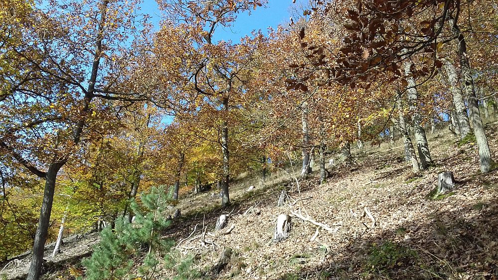 Urwaldsteig
